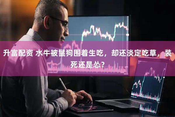 升富配资 水牛被鬣狗围着生吃，却还淡定吃草，装死还是怂？